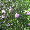 2010-05-13-malonya-arboretum-139