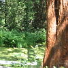 2010-05-13-malonya-arboretum-170