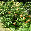 2010-05-13-malonya-arboretum-273