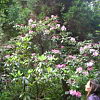 2010-05-13-malonya-arboretum-142