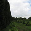 2010-05-13-malonya-arboretum-43